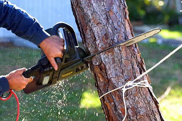 Best Root Management and Removal  in Haskell, OK