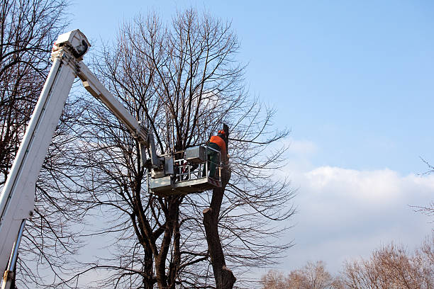 Trusted Haskell, OK Tree Removal Services Experts