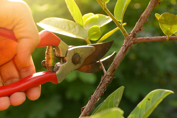 Best Tree Disease Treatment  in Haskell, OK